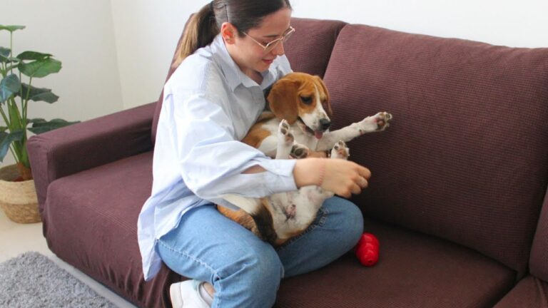 Mant&eacute;n Tu Sof&aacute; Limpio con Cubresof&aacute;s Lavables para Mascotas
