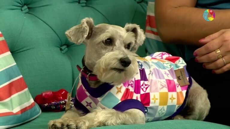 Guía de Vestimenta Confortable para Mascotas