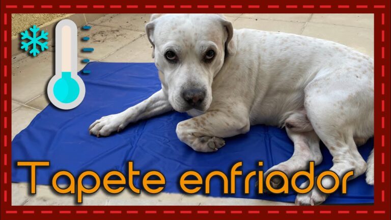 Cobijas Térmicas: Mantén a Tu Mascota Siempre Caliente